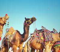 Camel rides